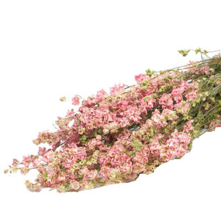 Gedroogde Delphinium Ridderspoor roze 70 cm