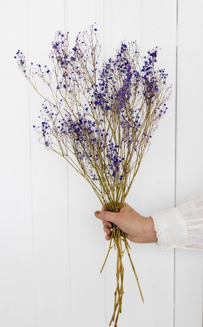 Getrocknetes Schleierkraut lila pro 5 Stiele 70 cm - MyFlowers.shop | Ihr  Online-Blumenladen