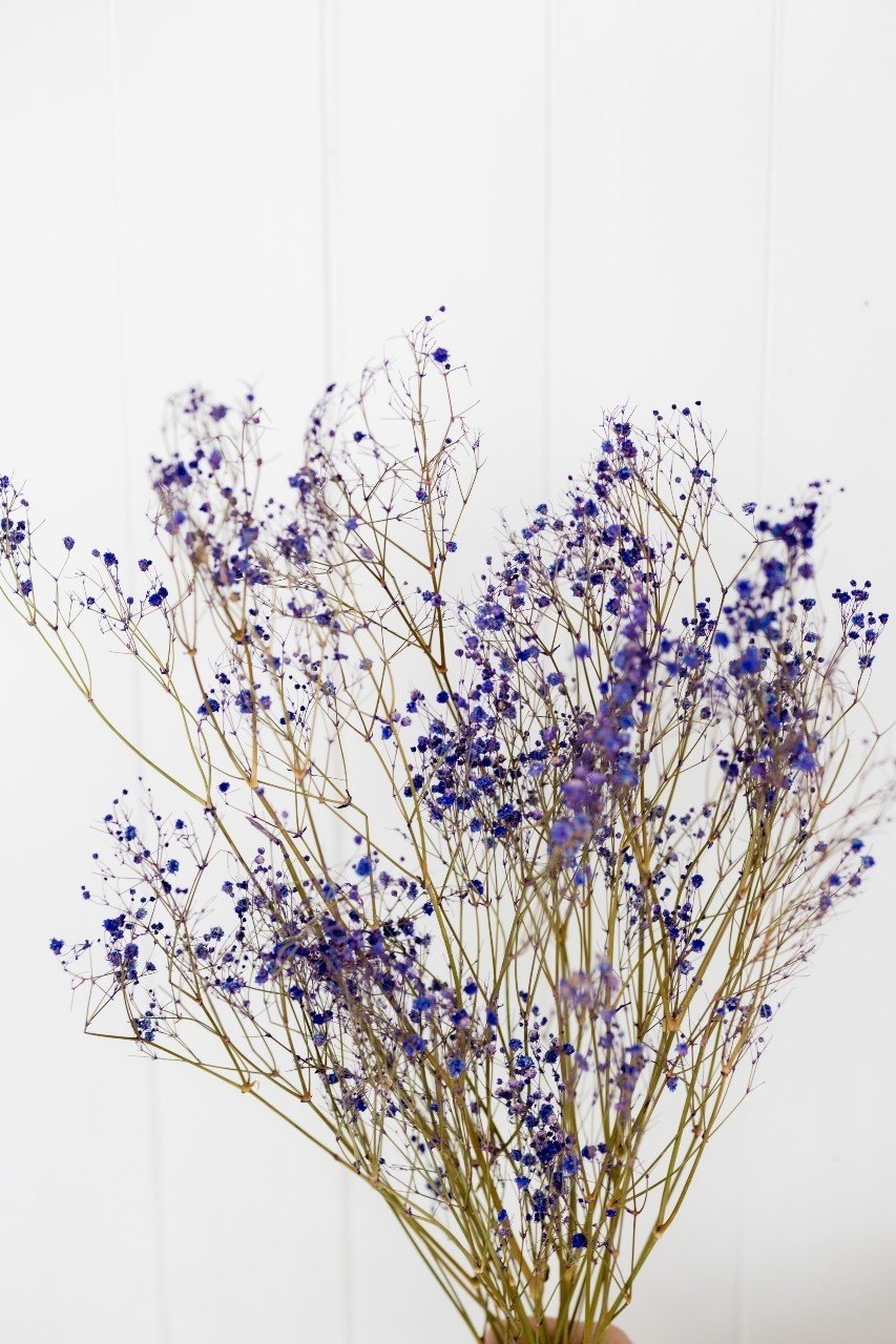 Getrocknetes Schleierkraut lila pro 5 Stiele 70 cm - MyFlowers.shop | Ihr  Online-Blumenladen