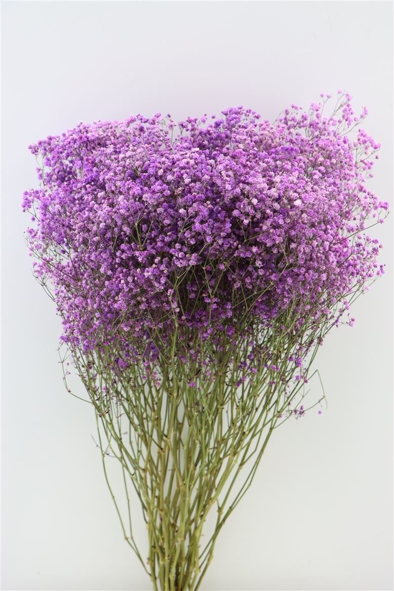 Getrocknetes Schleierkraut lila pro MyFlowers.shop 70 Ihr cm Online-Blumenladen 5 Stiele - 