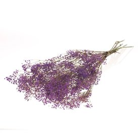 Dried Gypsophila preserved lilac