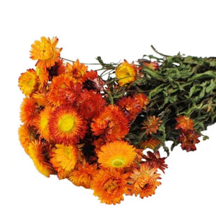 Oranje Helichrysum droogbloemen