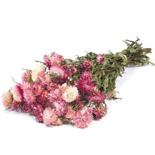 Gedroogde strobloemen Helichrysum roze