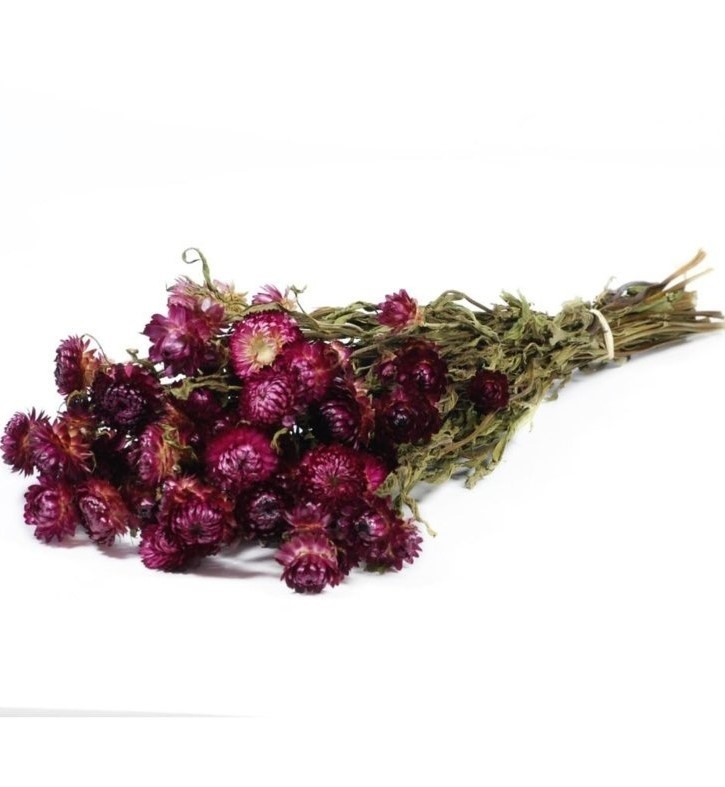 Strawflowers (Helichrysum) - Dark Pink - Dried Flowers - DIY – Dried  Flowers Forever