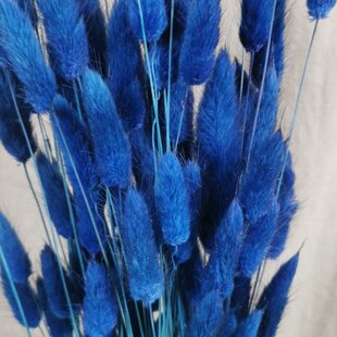 Dried Lagurus dark blue