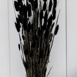 Dried Lagurus black