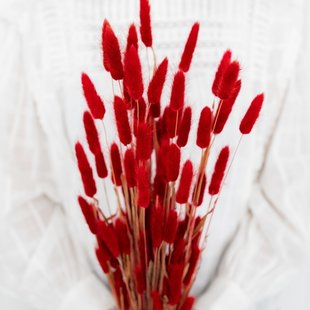 Rode Lagurus droogbloemen | Gedroogde Hazenstaartjes rood