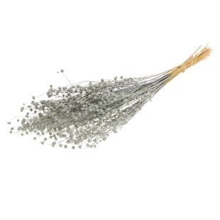 Dried flax (Linum) grey misty