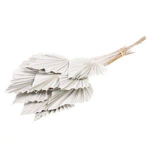 Dried Palmspear 10 pieces white misty