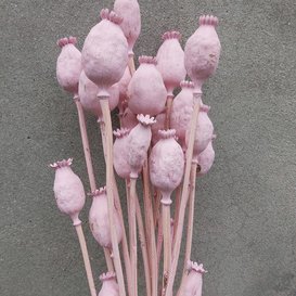 Dried poppy pink misty 65 cm