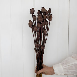 Dried poppy brown 65 cm