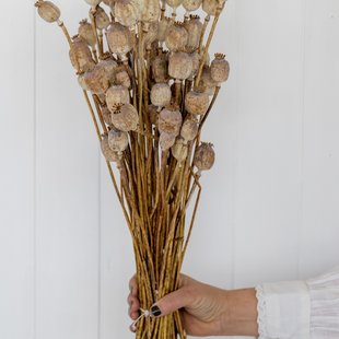 Poppy dried flowers | dried poppy