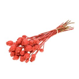 Dried poppy red glitter