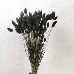 Dried Phalaris black