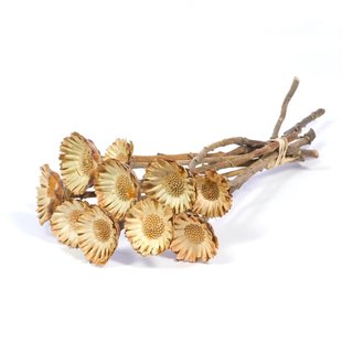 Dried Protea Compacta