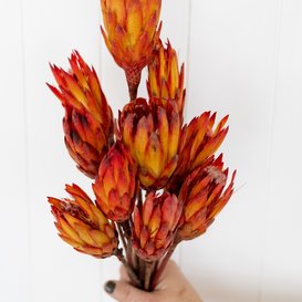 Gedroogde Protea Pendula rood