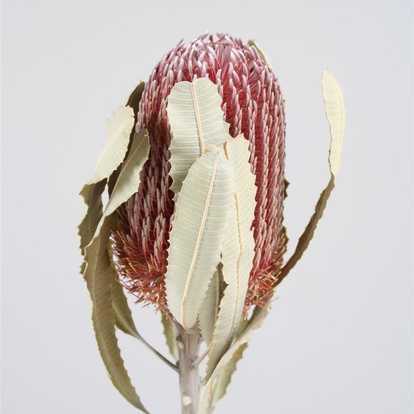 Bries aan Zee Dried Protea Banksia Menziesii