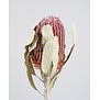Dried Protea Banksia Menziesii