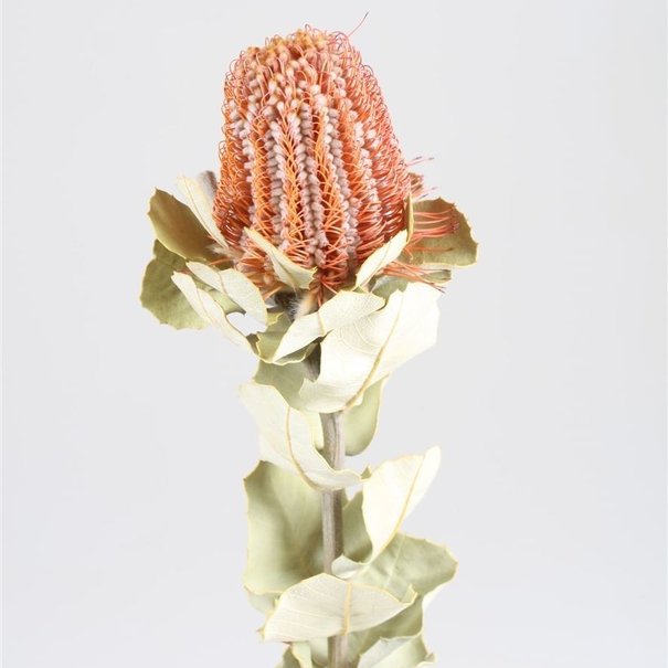 Bries aan Zee Dried Protea Banksia Menziesii
