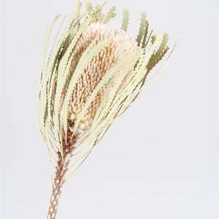 Dried Protea Banksia Hookerana