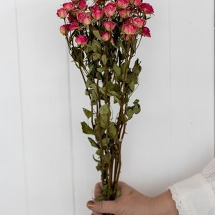 Dried pink cluster roses 50 cm