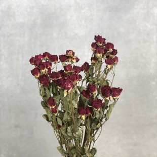Dried Spray Roses red