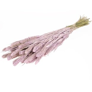 Dried Setaria lilac misty