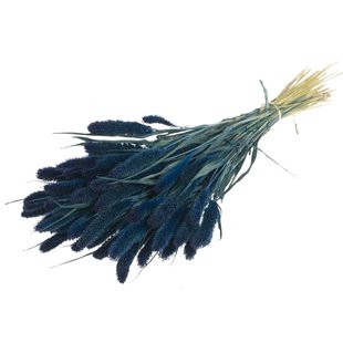 Dried Setarea dark blue