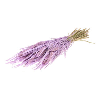 Dried Setarea Italica lilac misty
