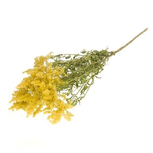 Dried Solidago Flower natural yellow | Length ± 60 cm