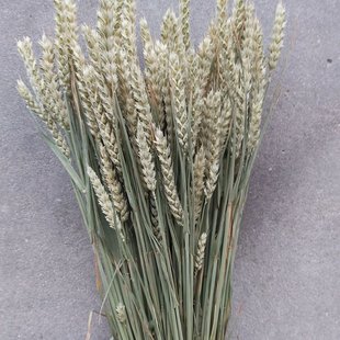 Dried Triticum Wheat natural
