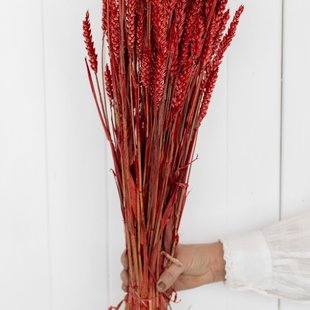 Dried Wheat Red