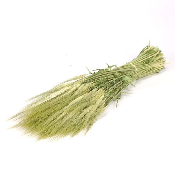 Bries aan Zee Barley (hordeum) natural green dried flowers | Length ± 70 cm | Available per bunch