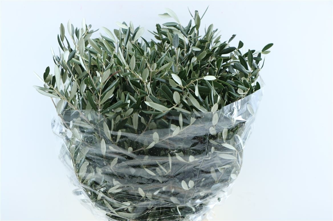 Fresh olive branches, Per bunch of 400 grams, Length 65 centimetres 