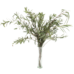 Fresh Eucalyptus Parvifolia green