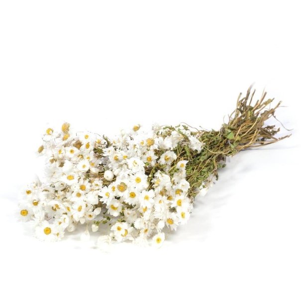 Bries aan Zee Witte Rhodante droogbloemen | ± 35 bloempjes per bos | Lengte 45 centimeter