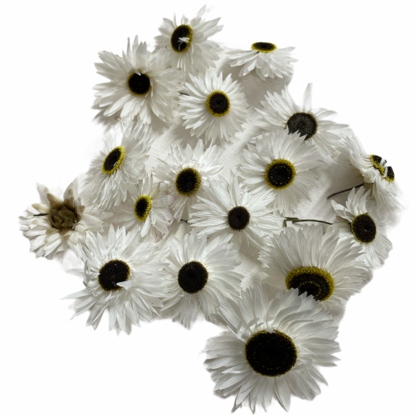 Bries aan Zee White Acroclinium dried flowers | ± 35 flowers per bunch | Length 45 centimetres