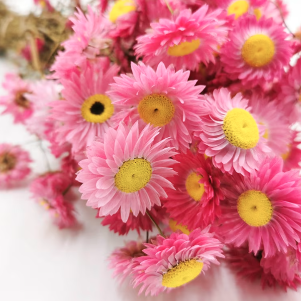 Bries aan Zee Pink Acroclinium dried flowers | ± 35 flowers per bunch | Length 45 centimetres