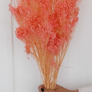 Gedroogde Broom bloom bos gepreserveerd gebleekt roze