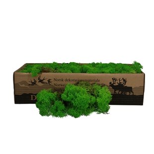 Light green reindeer moss | decorative moss | Per 400 - 500 grams