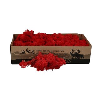 Red reindeer moss | decorative moss | Per 400 - 500 grams