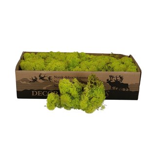 Apple green reindeer moss | decorative moss | Per 400 - 500 grams