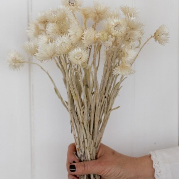 Cape white (natural) dried flowers, Length ± 40 cm