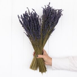 Zwei Sträuße getrockneter Lavendel | Super Deal