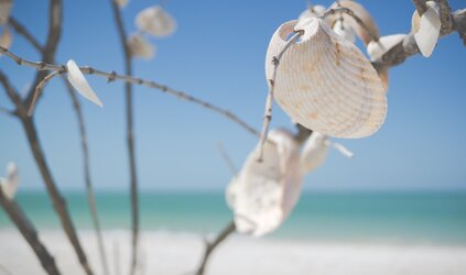 Crafting with Shells in the Summer Holidays: Creative Ideas to Use Beach Finds