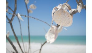 Basteln mit Muscheln in den Sommerferien: Kreative Ideen zur Verwendung von Strandfunden