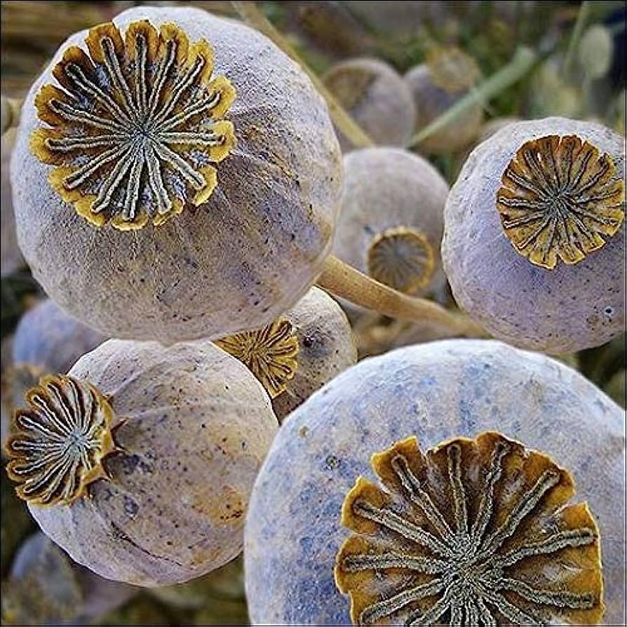 Amazon.com: Laminated 26x24 inches Poster: Seed Pods Poppy Dried Bleached  Textured Natural Dry Organic Agriculture Brown Rural Decorative Head Floral  Stem Flora Autumn Botany Rustic Wild Design Bud : Grocery & Gourmet