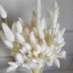 Bleached Lagurus dried flowers