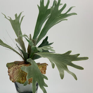 Grey-green Staghorn | silk artificial flower | 40 centimeters
