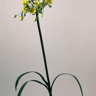 Gele Primula | zijden kunstbloem | 72 centimeter